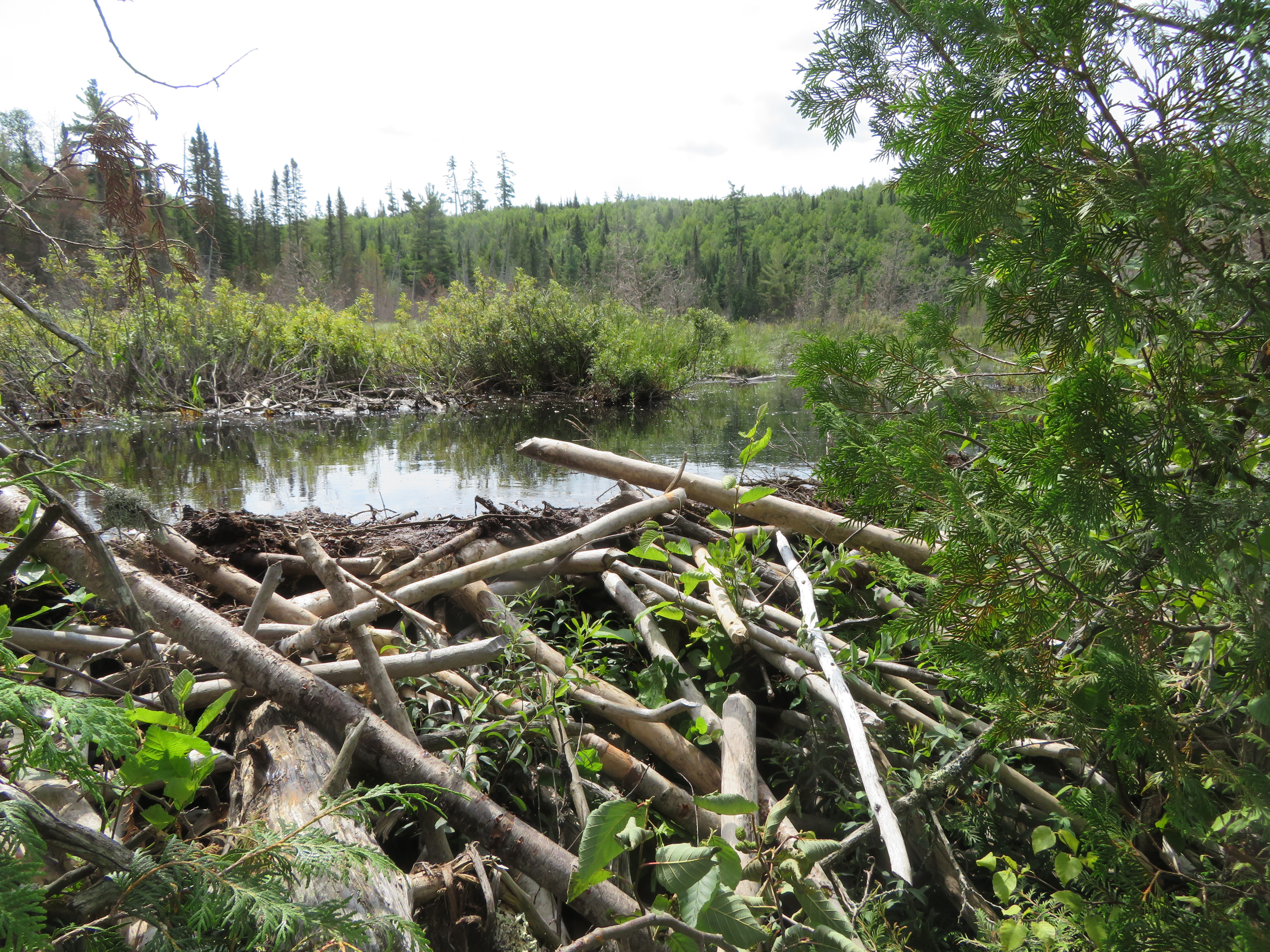 Beaver dam and marsh